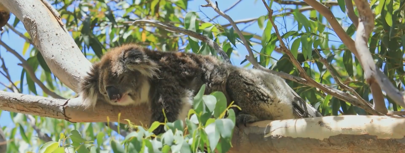 Koala